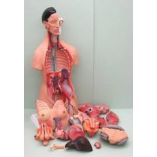 Biology Model